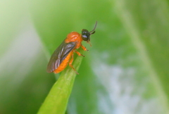 Sterictiphora angelicae