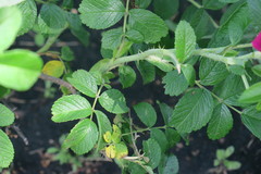 Rosa