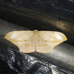 Dalima schistacearia