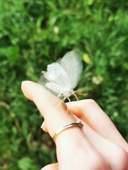 Campaea margaritaria