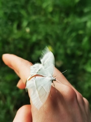 Campaea margaritaria