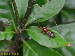 Baryrhynchus poweri