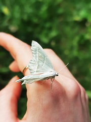 Campaea margaritaria