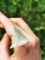 Campaea margaritaria