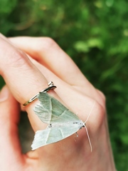 Campaea margaritaria