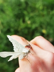 Campaea margaritaria