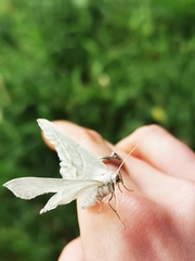 Campaea margaritaria