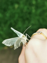 Campaea margaritaria