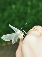 Campaea margaritaria