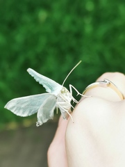 Campaea margaritaria