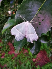 Campaea margaritaria