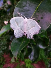 Campaea margaritaria