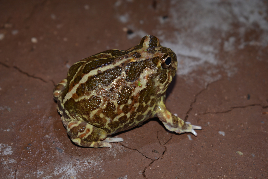 Chaco Horned Frog from Jarilla, San Luis, Argentina on January 6, 2021 ...