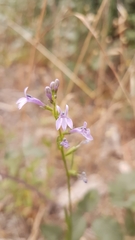 Lobelia urens
