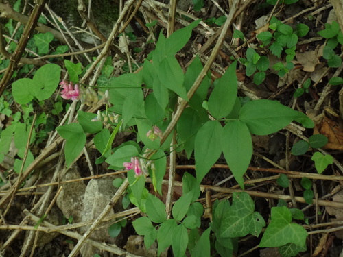 Image of Lathyrus venetus by (c) Christian Berg, some rights reserved (CC BY)
