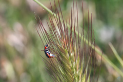 Clanoptilus marginellus