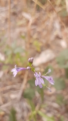 Lobelia urens