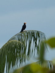 Daptrius ater