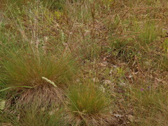 Festuca valesiaca