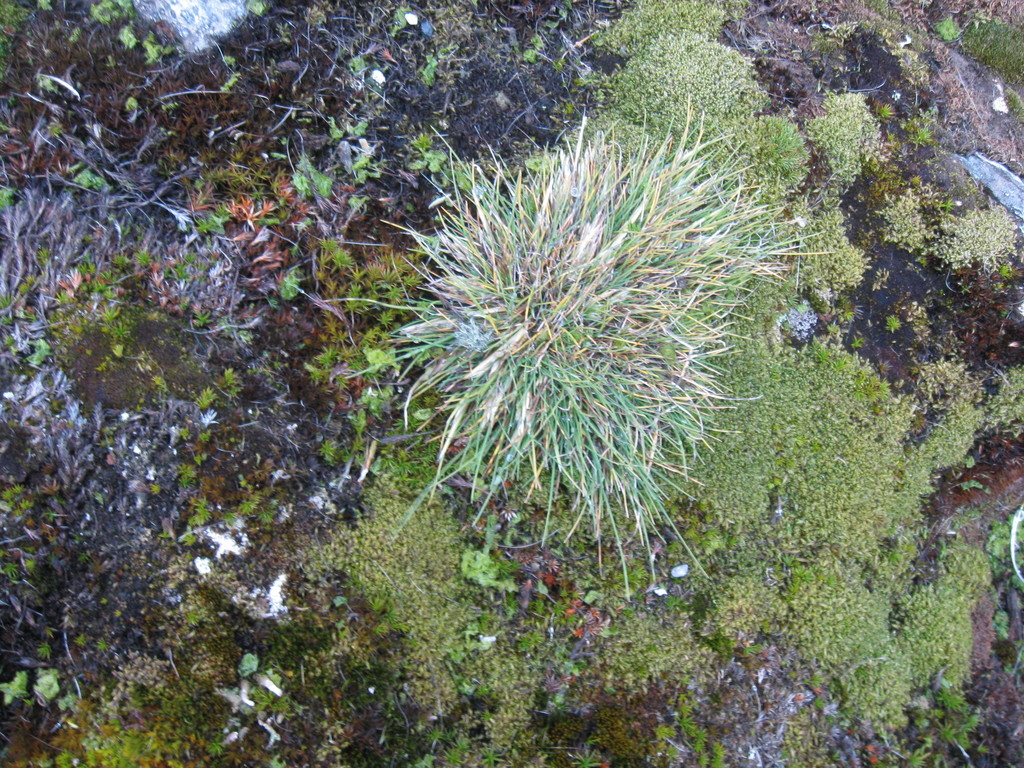 Antarctic Hairgrass from near British Antarctic Station, Signey Island ...