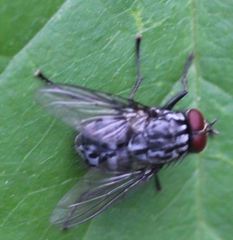 Diptera