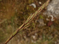 Festuca valesiaca