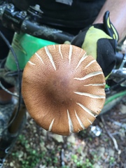 Cortinarius castoreus