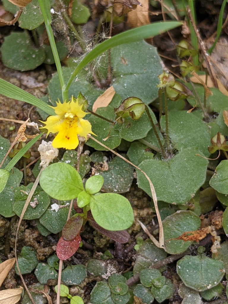 Southwestern Mat Monkeyflower