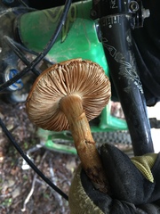 Cortinarius castoreus
