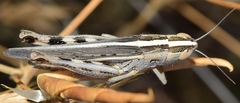 Ramburiella hispanica