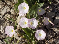 Convolvulus arvensis