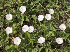 Convolvulus arvensis