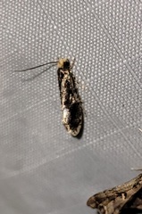 Monopis marginistrigella