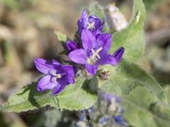 Campanula glomerata