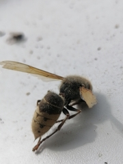 Vespa crabro altaica