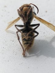 Vespa crabro altaica