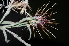 Centaurea maroccana image