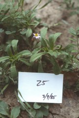 Chaetopappa bellidifolia