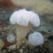 Mushroom Tunicate - Photo (c) Robin Gwen Agarwal, some rights reserved (CC BY-NC)