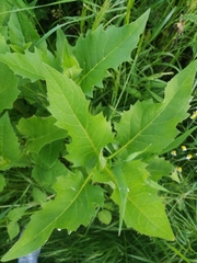 Cirsium oleraceum