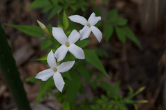 Jasminum officinale