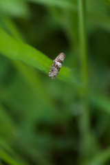 Pempelia compositella