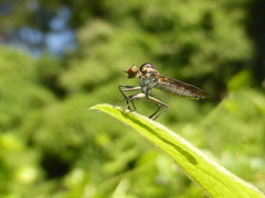 Homalocnemis