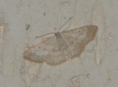 Scopula benitaria