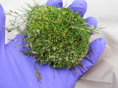 Colobanthus quitensis