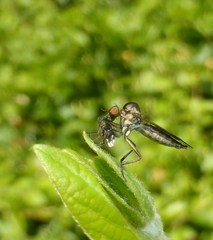 Homalocnemis