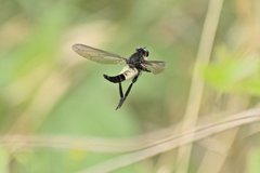 Promachus painteri