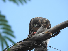 Pituophis catenifer