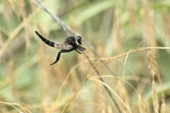 Promachus painteri