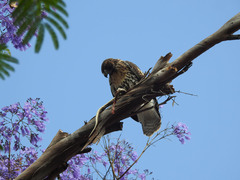 Pituophis catenifer